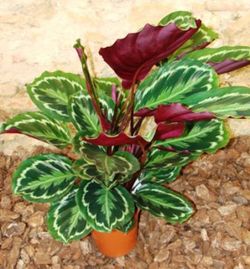 Calatheas