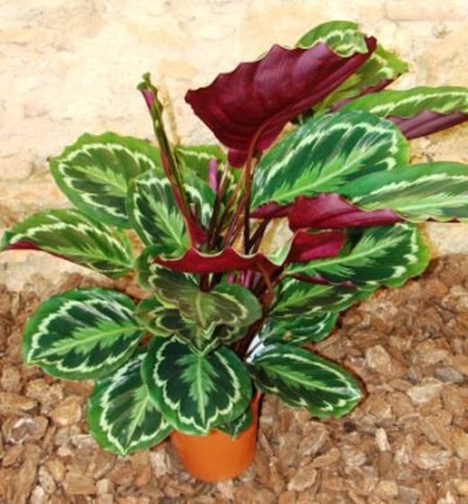 Calatheas