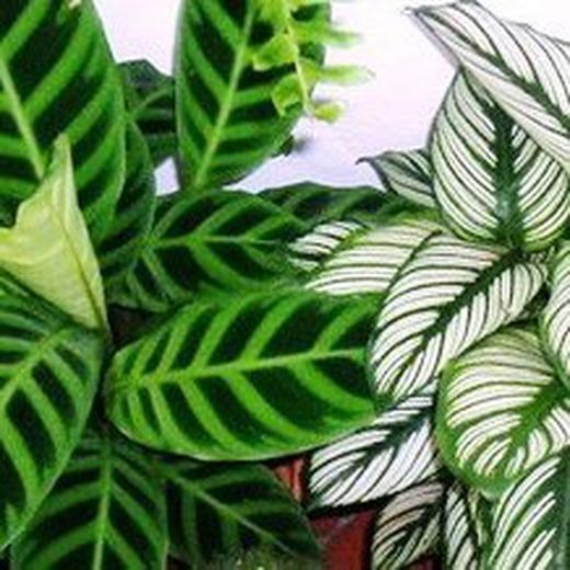 Calatheas en maceta de Cerámica