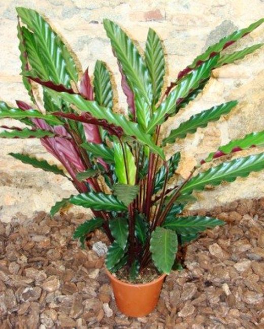 Calatheas