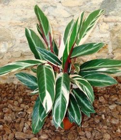 Calatheas