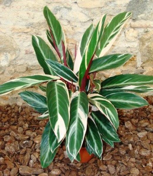 Calatheas