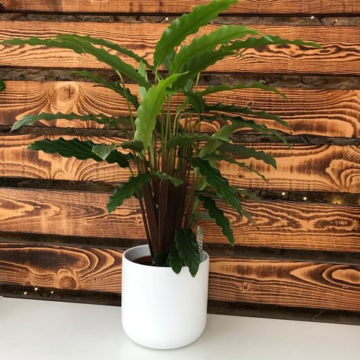 Calatheas en maceta de Cerámica