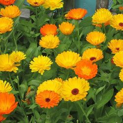 Calendulas Boixacs Pack 15 Bye Bye Pulgón