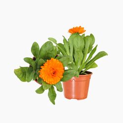 Calendulas Boixacs Pack 15 Bye Bye Pulgón