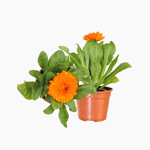 Calendulas Boixacs Pack 15 Bye Bye Pulgón