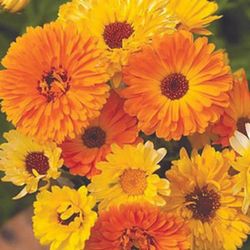 Calendulas Boixacs Pack 15 Bye Bye Pulgón