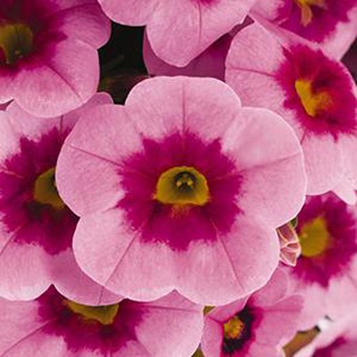 Calibrachoa Aloha Kona