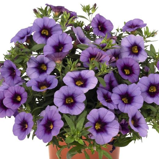 Calibrachoa Aloha Kona
