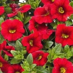 Calibrachoa Aloha Kona