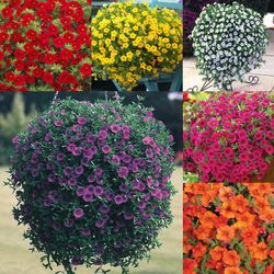 Calibrachoa Aloha Kona