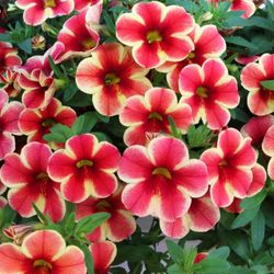 Calibrachoa Aloha Kona