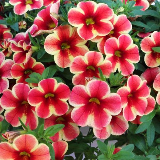 Calibrachoa Aloha Kona