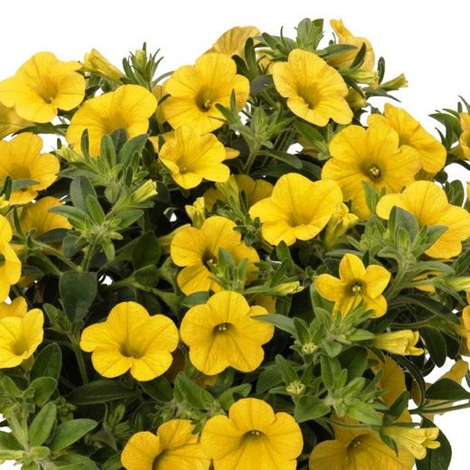 Calibrachoa Aloha Kona