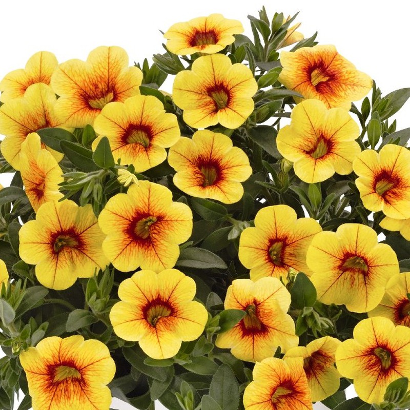 Calibrachoa Aloha Kona Col·lecció de Calibrachoas — Flors Catalunya