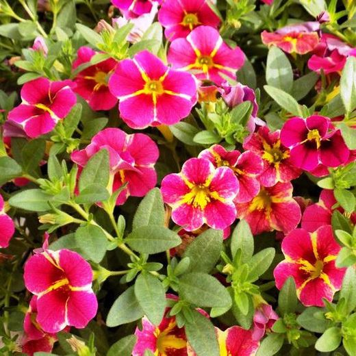 Calibrachoa Aloha Kona