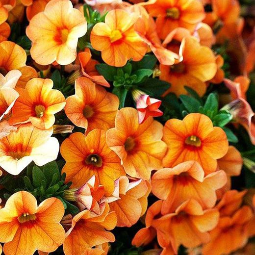 Calibrachoa Aloha Kona