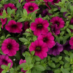 Calibrachoa Aloha Kona