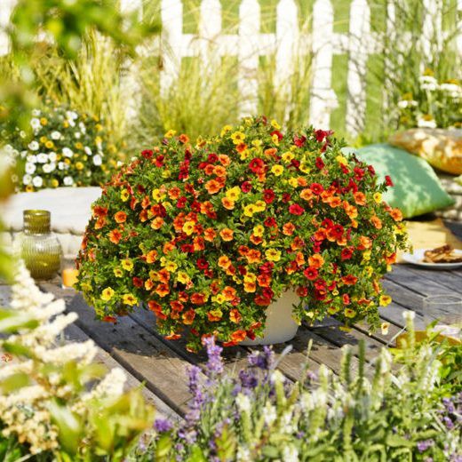 Calibrachoa Confetti Garden