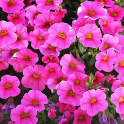 Calibrachoa Deco