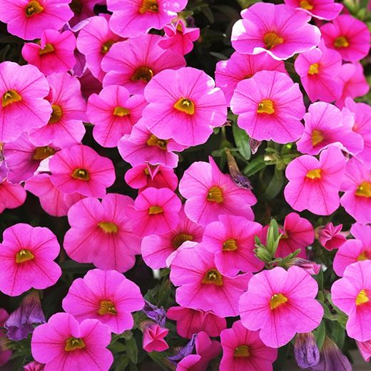 Calibrachoa Deco