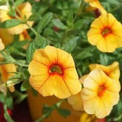 Calibrachoa Deco