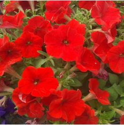 Calibrachoa Deco