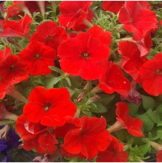 Calibrachoa Deco