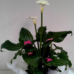 Calla Lirio de Agua