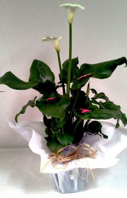 Calla Lirio de Agua