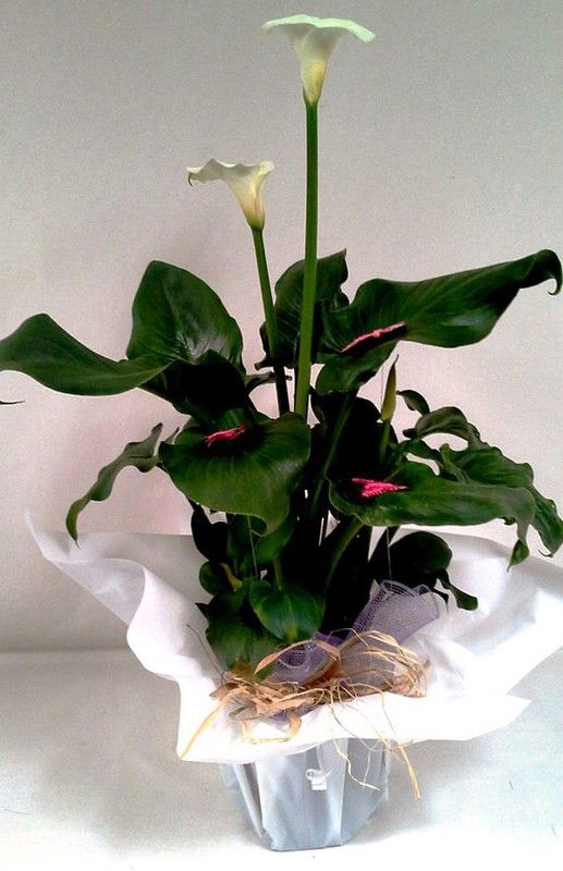 Calla Lirio de Agua