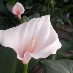Calla Rosa Lirio de agua (Unidades limitadas)
