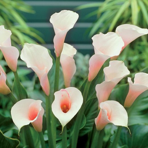 Calla Rosa Lirio de agua (Unidades limitadas)