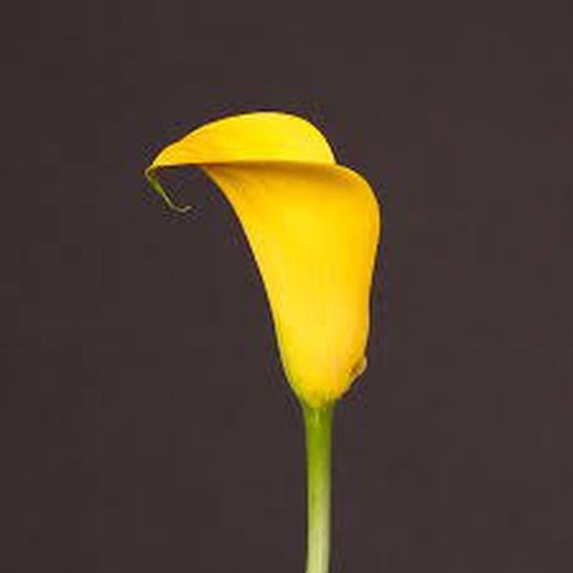 Callas Gold Medal