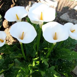 Callas Lirio de agua