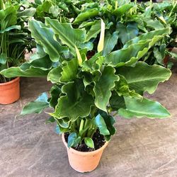 Callas Lirio de agua