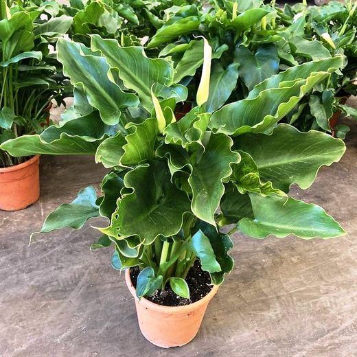 Callas Lirio de agua