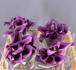 Callas Paco