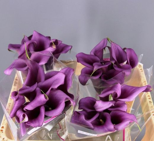 Callas Paco