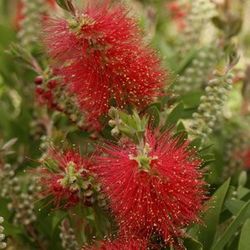 Callistemum Laevis