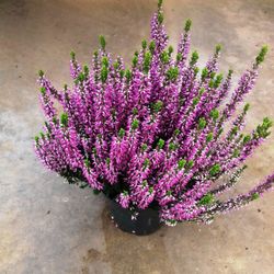 Calluna Vulgaris