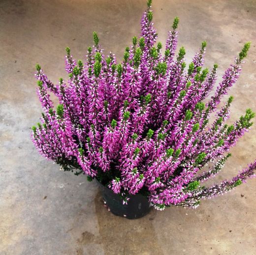Calluna Vulgaris