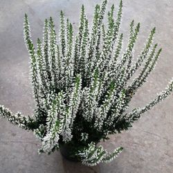 Calluna Vulgaris