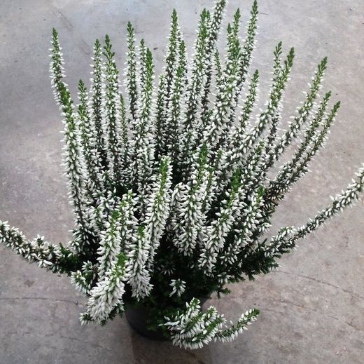 Calluna Vulgaris