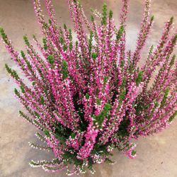 Calluna Vulgaris