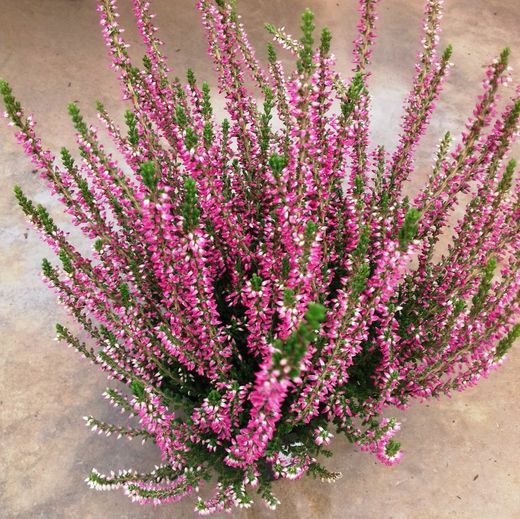 Calluna Vulgaris
