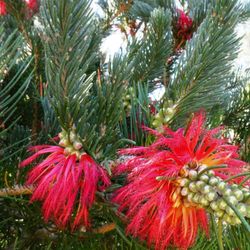 Calothamnus quadrifidus grey