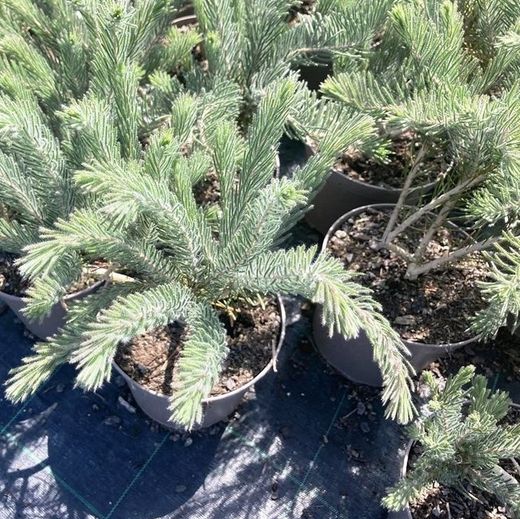 Calothamnus quadrifidus grey