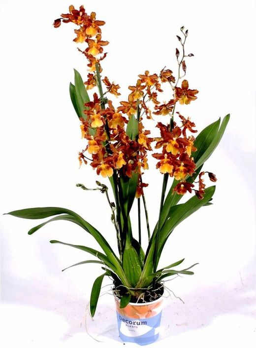 Cambrias
