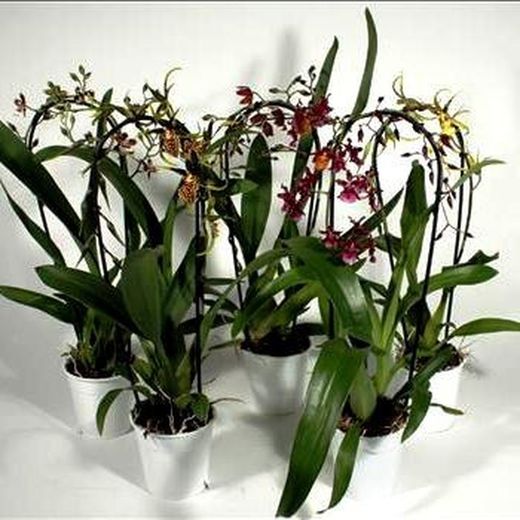 Cambrias